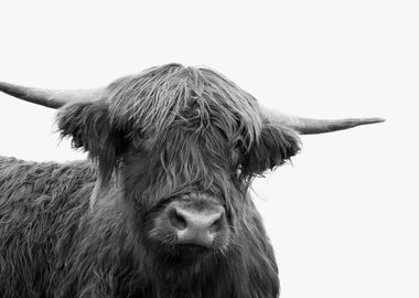 Highland Cow Black White 5