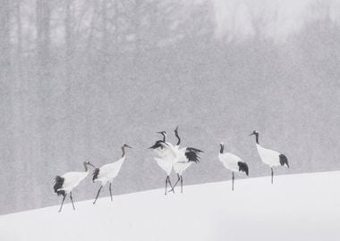 Japanese Cranes