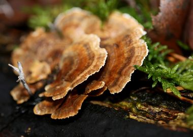 Wild forest mushroom macro