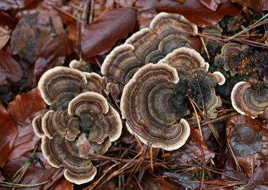 Wild forest mushroom macro