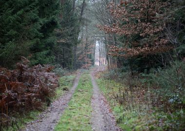 Forest exploring Germany