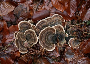 Wild forest mushroom macro