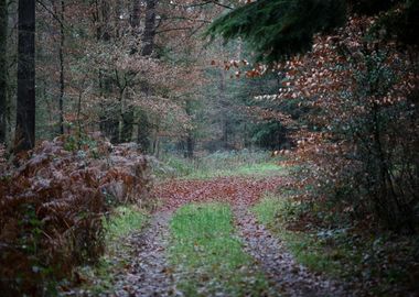 Forest exploring Germany