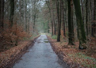 Forest exploring Germany