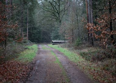 Forest exploring Germany