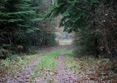 Forest exploring Germany