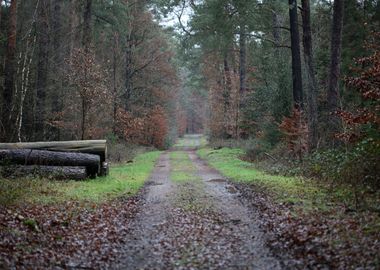 Forest exploring Germany