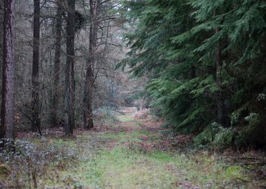 Forest exploring Germany