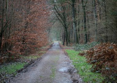 Forest exploring Germany