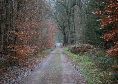 Forest exploring Germany