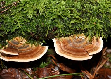 Wild forest mushroom macro