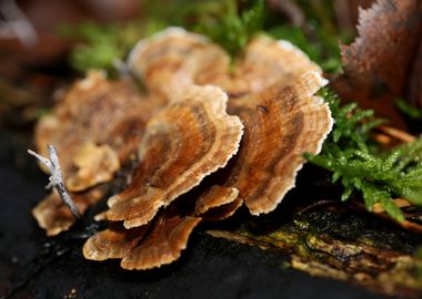 Wild forest mushroom macro