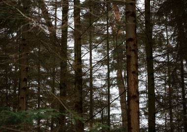 Forest exploring Germany