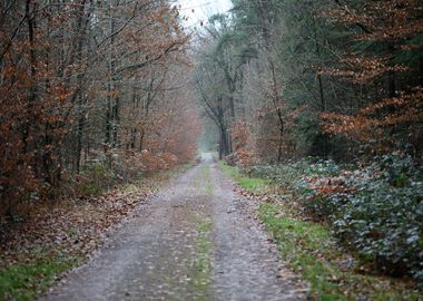 Forest exploring Germany