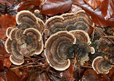 Wild forest mushroom macro