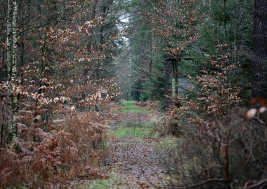 Forest exploring Germany