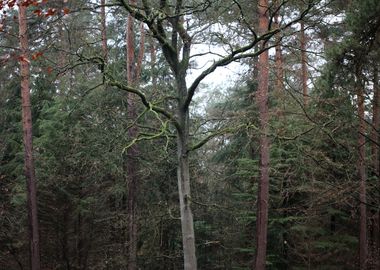 Forest exploring Germany