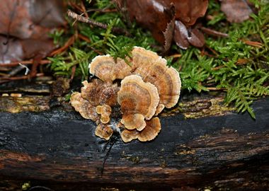 Wild forest mushroom macro