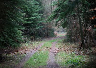 Forest exploring Germany