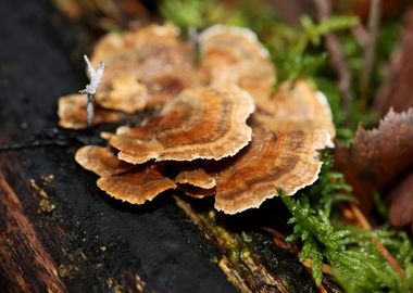 Wild forest mushroom macro