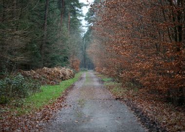 Forest exploring Germany