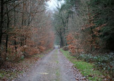 Forest exploring Germany