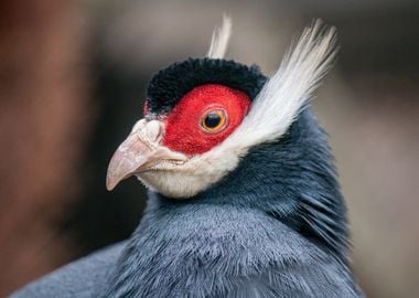 brown eared pheasant