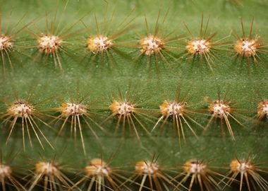 Cactus close up background