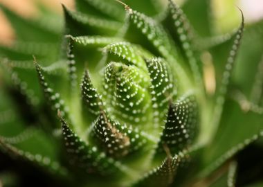 Aloe aristata background