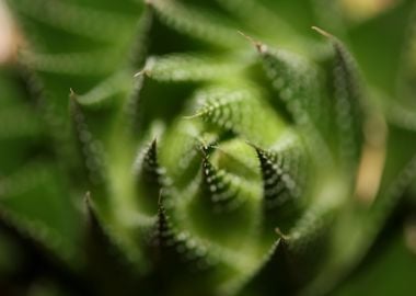 Aloe aristata background