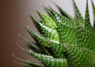 Aloe aristata background