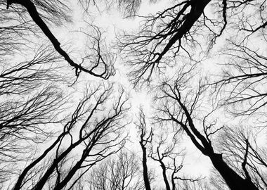 Abstract tree branches