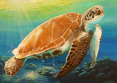 Green sea turtle