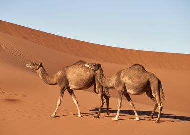 Camels in the desert