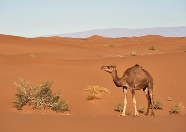 Camel in the desert