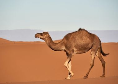 Camel in the desert