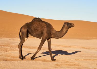 Camel in the desert