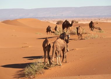 Camels in the desert