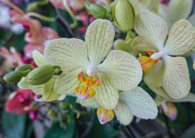 orchid in bloom 