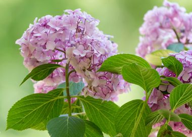 hydrangea in bloom