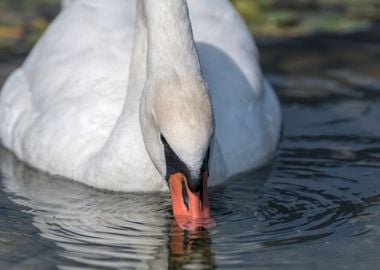 cute swan on lake