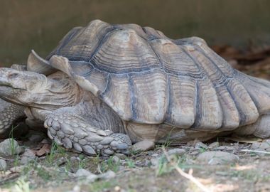 cute turtles 