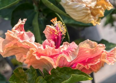 hibiscus in bloom