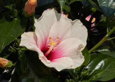 hibiscus in bloom 