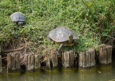 cute turtles 