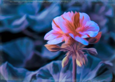 geranium in bloom