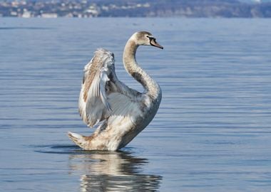 cute swan on lake