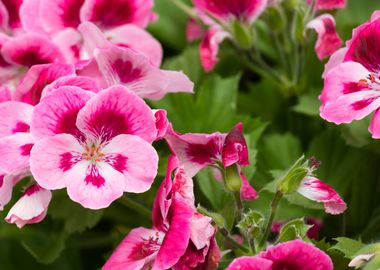 geranium in bloom in sprin