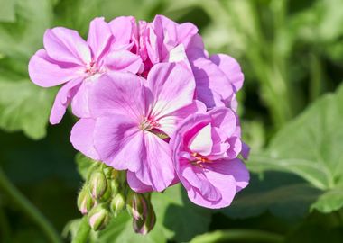 geranium in bloom in sprin