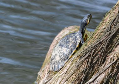 cute turtles 